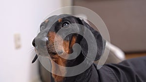 Cute dachshund in black shirt looks around anxiously and runs away to check situation. Something caught attention of dog