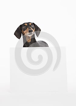 Cute dachshund with a blank white sign
