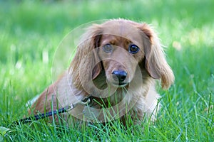 Cute Dachshund