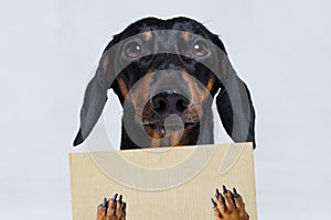 Cute dachshund dog, black and tan, holds his paws a blank banner, placard or blackboard, on gray background