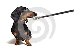 Cute dachshund dog, black and tan, waiting and begging to go for a walk with owner, pull the leash, isolated on white background