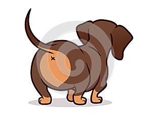 Cute dachshund dog  cartoon illustration isolated on white. Simple  drawing of chocolate and tan wiener sausage puppy, rear