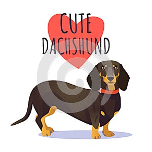 Cute dachshund dog photo