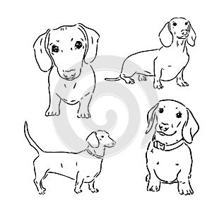 Cute Dachshund dog doodle. Collection in different poses in free hand drawing illustration style.