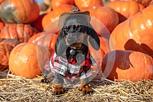 Cute Dachshund dog puppy, dressed in a village check shirt and a cowboy hat, standing nearby a heap a pumpkin harvest at