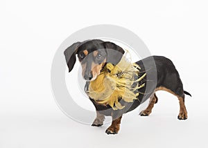 Cute dachshund with gold feathery collar on a white background