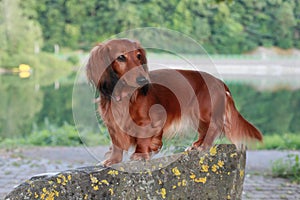 Cute dachshund lady posing on a rock