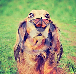 Cute dachshund at a local public park with a butterfly on his