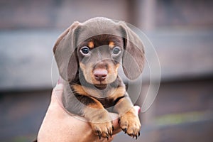 Cute dachshund puppy