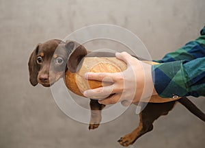 Cute dachshund puppy