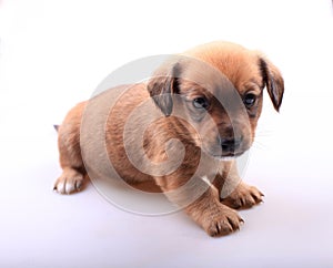 Cute dachshund puppy