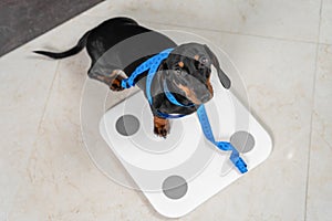 Cute dachshund puppy dog stands on scale to find out its weight and wrapped flexible centimeter ruler to make