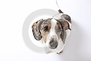 Cute Dachshund puppy dog with white and spotted fur looking at the camera on plain white background
