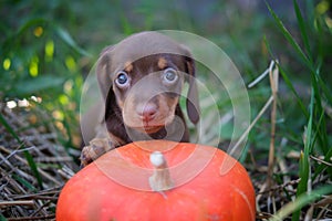 cute dachshund puppy in the garden