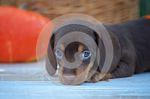 Cute dachshund puppy in the garden