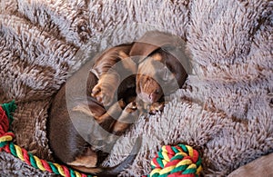 cute dachshund puppy sleeps