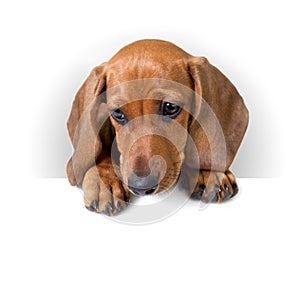 Cute Dachshund Puppy with white banner for text