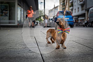 cute dachshund with a rainbow bow tie