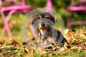 Cute dachshund sitting in colorful autum leaves