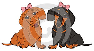 Cute dachshunds girls