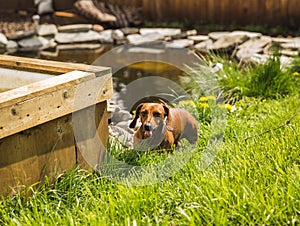 Cute Dachsund Dog Eating Grass