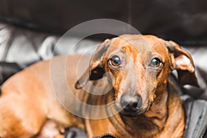 Cute Dachsund or Weiner Dog