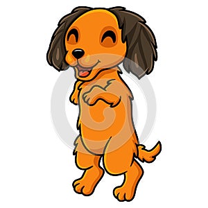 Cute dachund dog cartoon posing