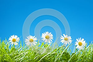 Cute Daisies in a Row in Green Grass with Blue Sky