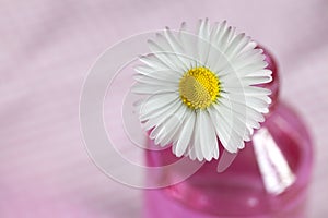 Cute Daisy Still Life With Copy Space