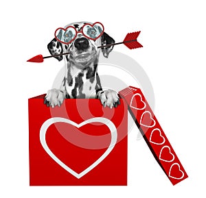 Cute dalmatian dog with arrow sitting in valentines box. Isolated on white