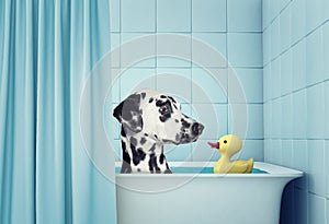Cute dalmatian dog in the bath