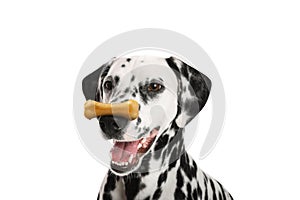 Cute Dalmatian dog with chew bone on nose against white