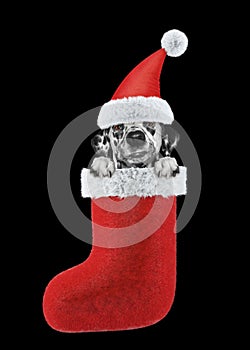 Cute dalmatian dog in christmas stocking. Isolated on black