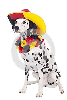 Cute dalmatian dog with german fan equipment
