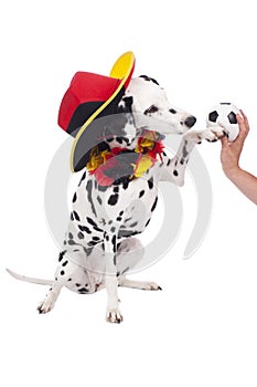 Cute dalmatian dog with german fan equipment