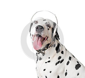 Cute dalmatian dog in headphones and collar.