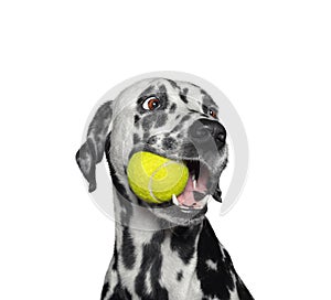 Cute dalmatian dog holding a ball in the mouth. Isolated on white