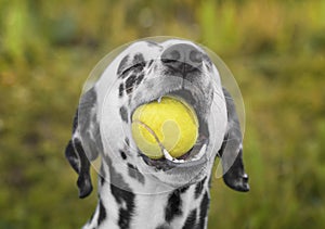 Cute dalmatian dog holding a ball in the mouth. Outdoor