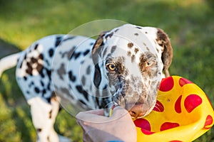 Cute dalmatian dog holding a ball in the mouth. Outdoor fun.Happy adorable dog playing with ball at backyard lawn at