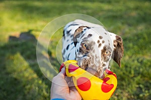 Cute dalmatian dog holding a ball in the mouth. Outdoor fun.Happy adorable dog playing with ball at backyard lawn at