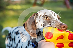 Cute dalmatian dog holding a yellow ball in the mouth. Isolated on nature background.Dalmatian puppy, dog playing with toy in the