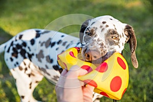 Cute dalmatian dog holding a yellow ball in the mouth. Isolated on nature background.Dalmatian puppy, dog playing with toy in the