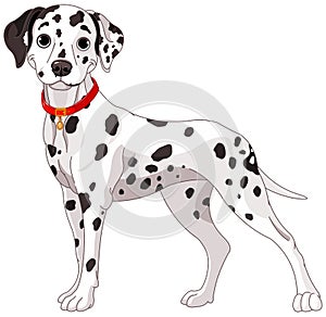 Cute Dalmatian Dog photo