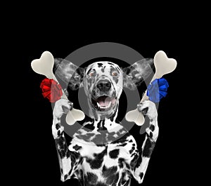 Cute dalmatian dog looking at bones with surprise. Isolated on black