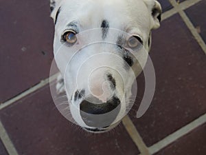 A cute Dalmatian dog looking at you
