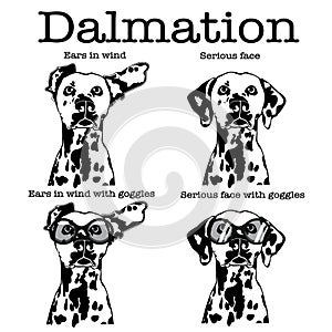 Cute Dalmatian dog with motorbike goggles and ears flapping in wind