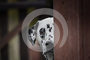 Cute dalmatian dog playing outdoor and hiding