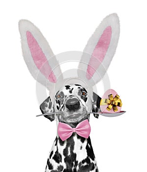 Cute dalmatian dog with rabbit ears and easter egg. Isolated on white