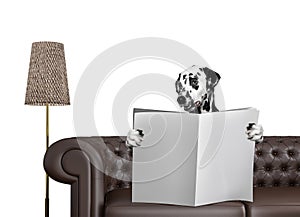 Cute dalmatian dog reading newspaper with space for text on sofa in living room. Isolated on white