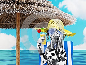 Cute dalmatian dog resting and relaxing on the beach chair under umbrella with juice at the beach ocean shore, on summer